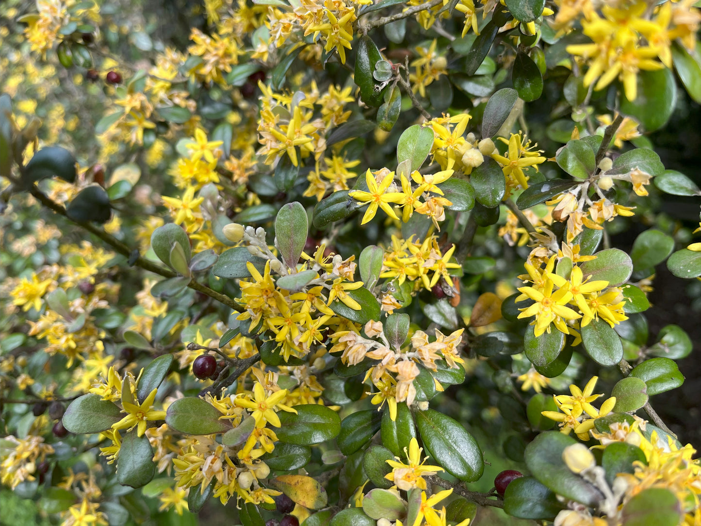 Corokia - Korokio-tāranga, Whakataka ('Red berry wire-netting bush')