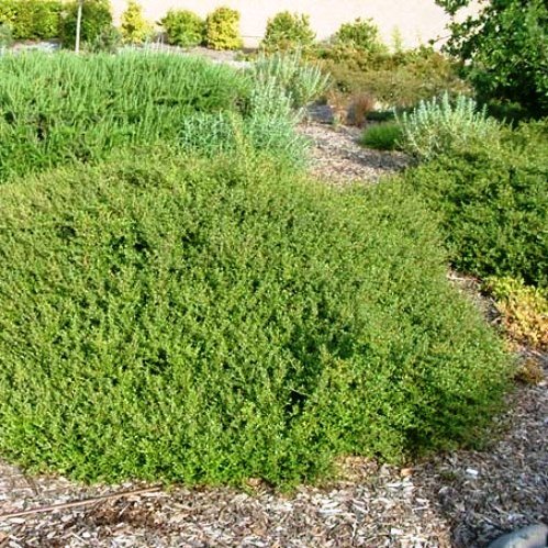 Coprosma kirkii - Kirk's Coprosma