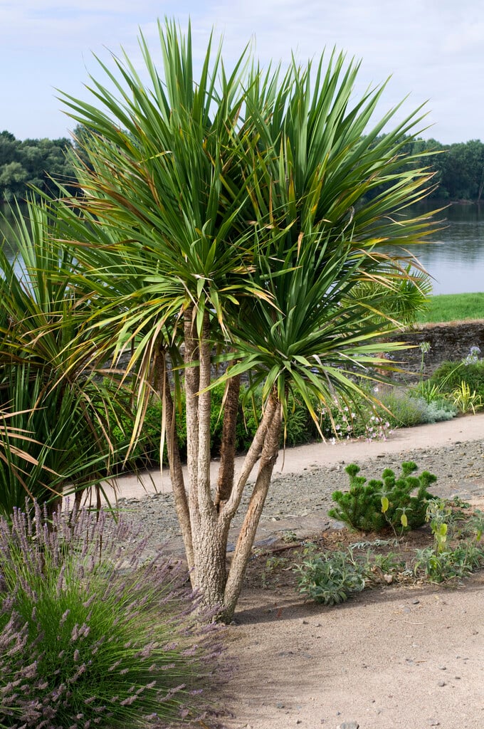 Cordyline australis - Cabbage Tree