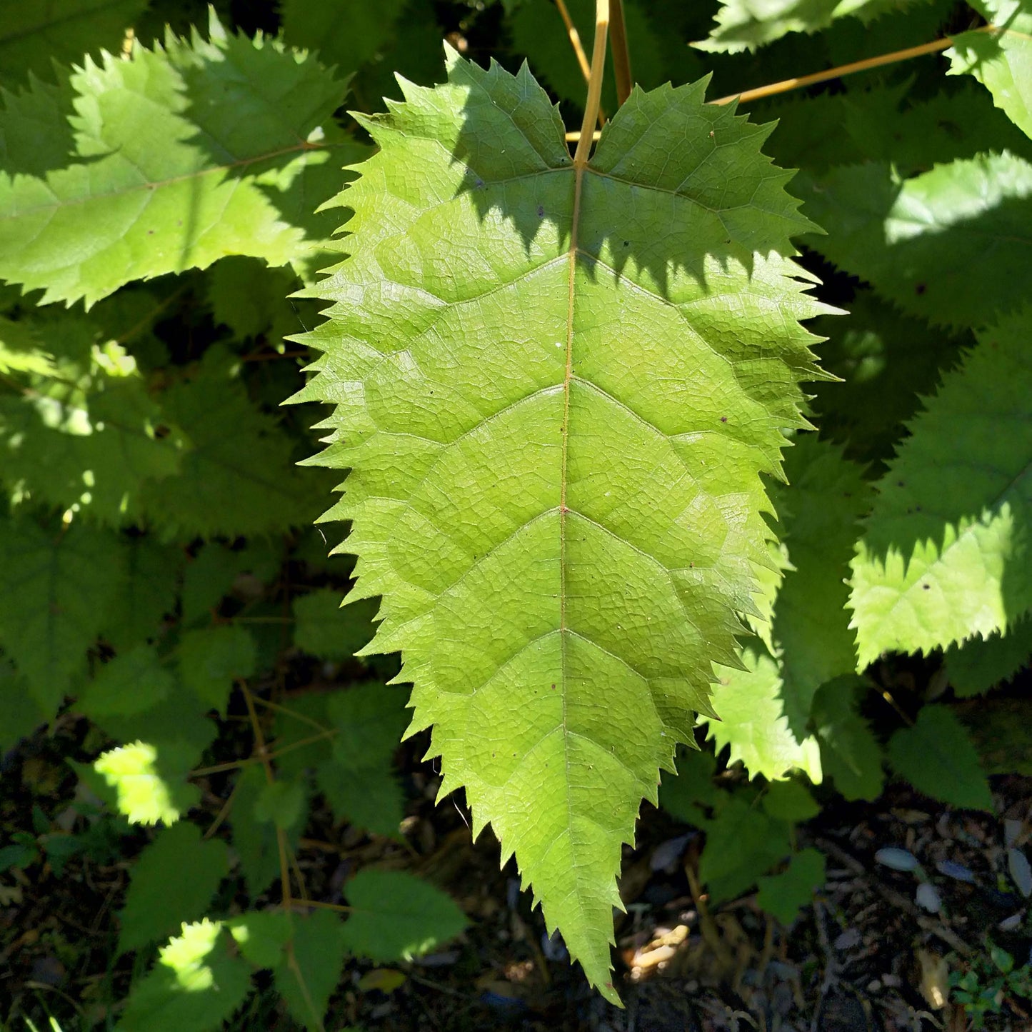 Aristotelia serrata - Makomako ('Wineberry')
