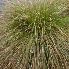 Carex secta - Makura, Pūreirei