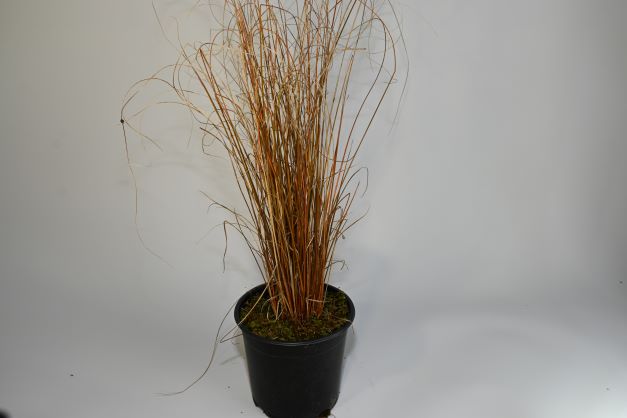 Carex buchananii - Mānia ('Buchanan sedge')