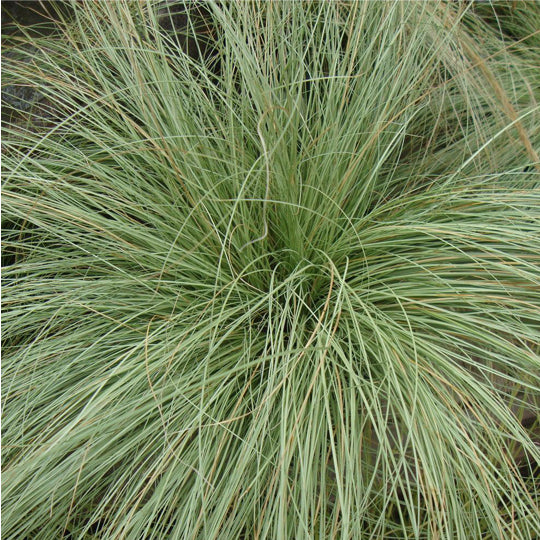 Carex Comans - Maurea ('green Tussock', 'longwood Tussock') – Nursery 