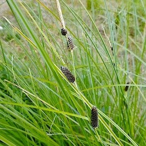 Carex dispacea