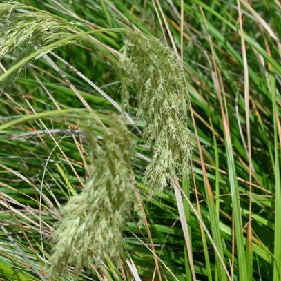 Chionochloa flavicans - Hunangamoho