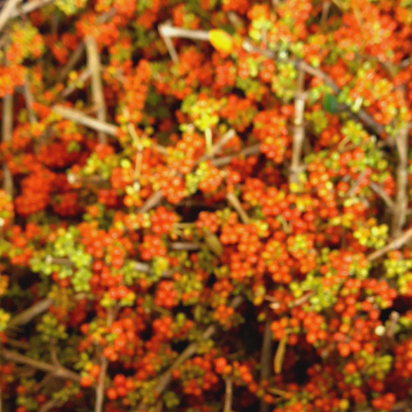 Coprosma robusta - Karamu