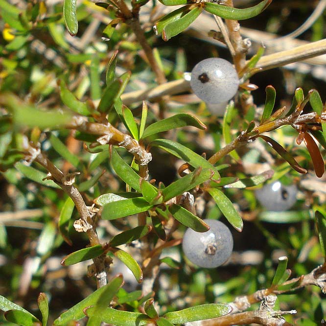 Coprosma rubra -Mingimingi-tihoi