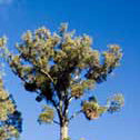 Dacrycarpus dacrydioides - Kahikatea ('White pine')