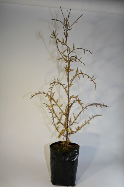 Dacrycarpus dacrydioides - Kahikatea ('White pine')