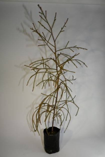 Dacrydium cupressinum Podocarpaceae - Rimu ('Red pine')