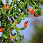 Dacrydium cupressinum Podocarpaceae - Rimu ('Red pine')