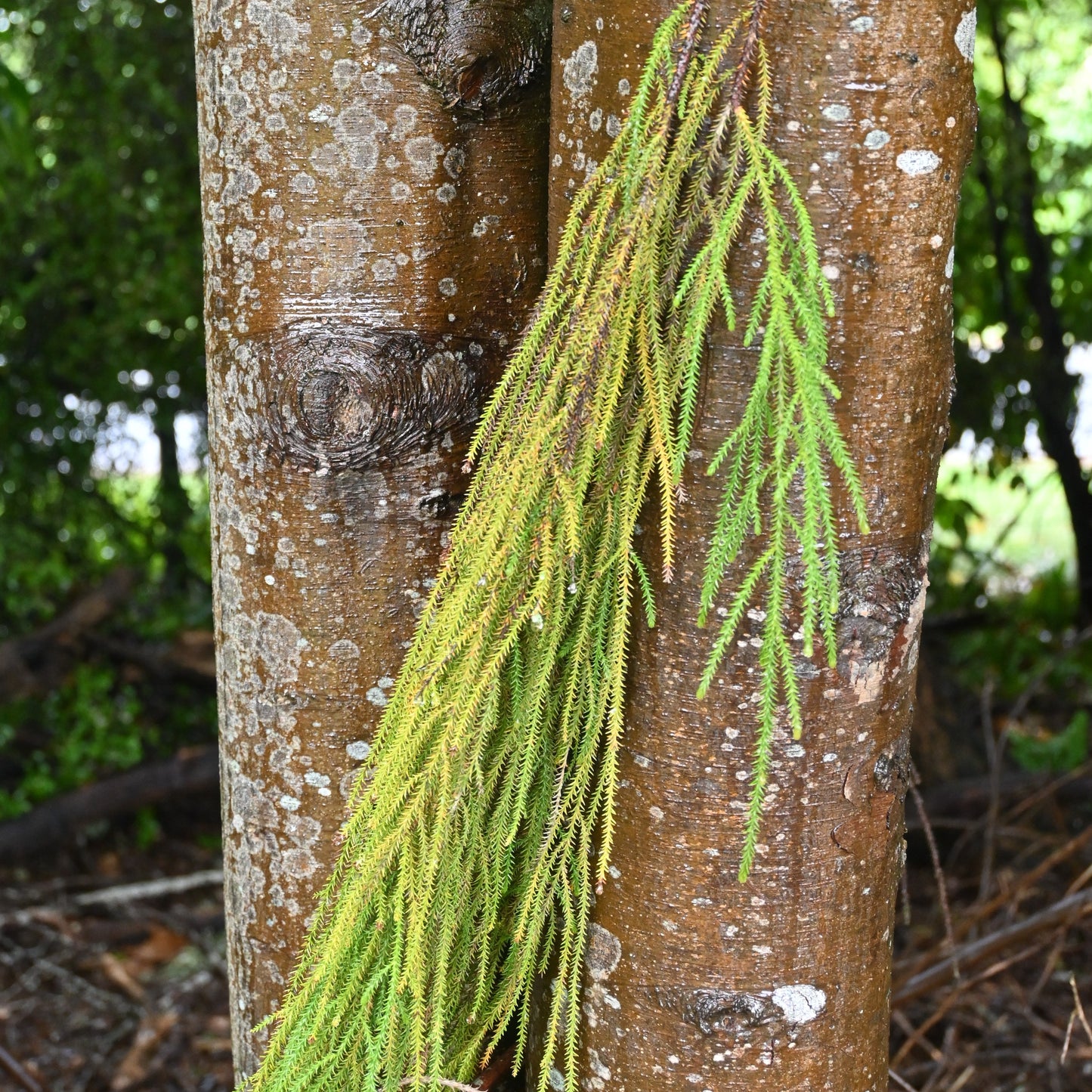 Dacrydium cupressinum Podocarpaceae - Rimu ('Red pine')