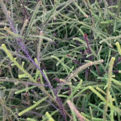 Dacrydium cupressinum Podocarpaceae - Rimu ('Red pine')