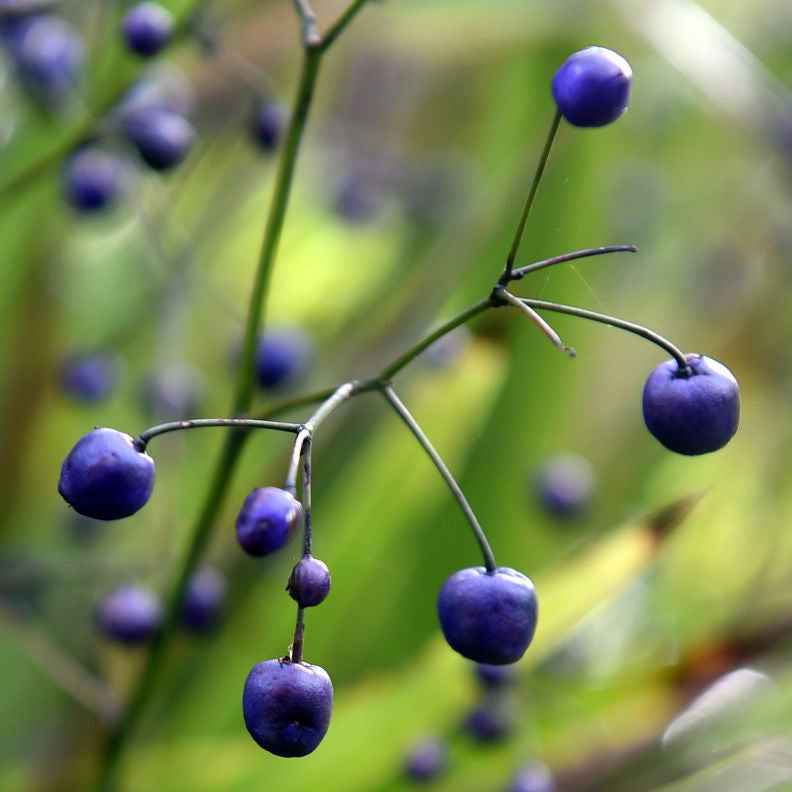 Dianella nigra - Piopio, Tārutu ('NZ Blueberry')