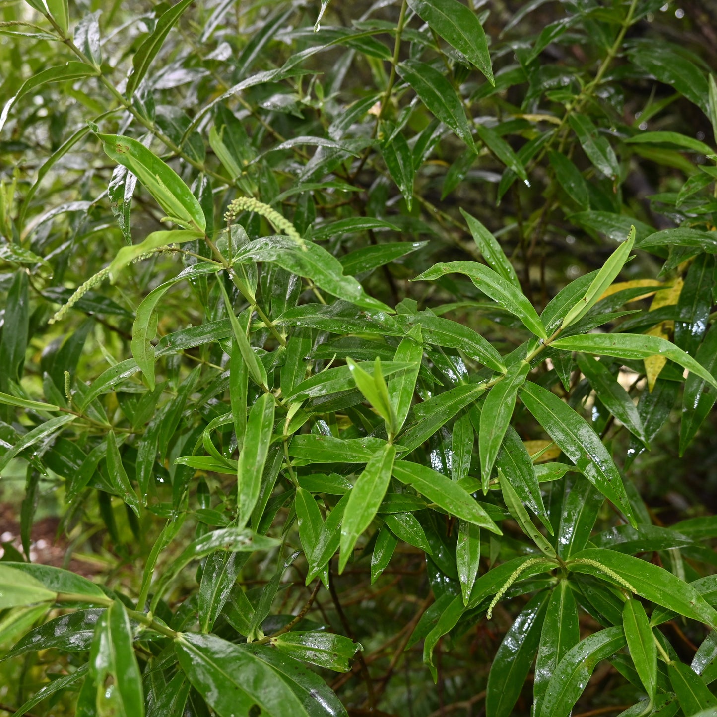 Hebe stricta - Koromiko