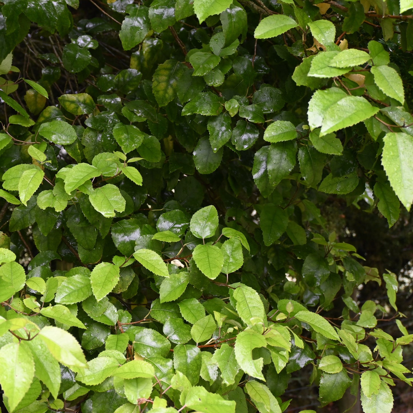 Hoheria sexstylosa - Houhere ('Lacebark', 'Ribbonwood')