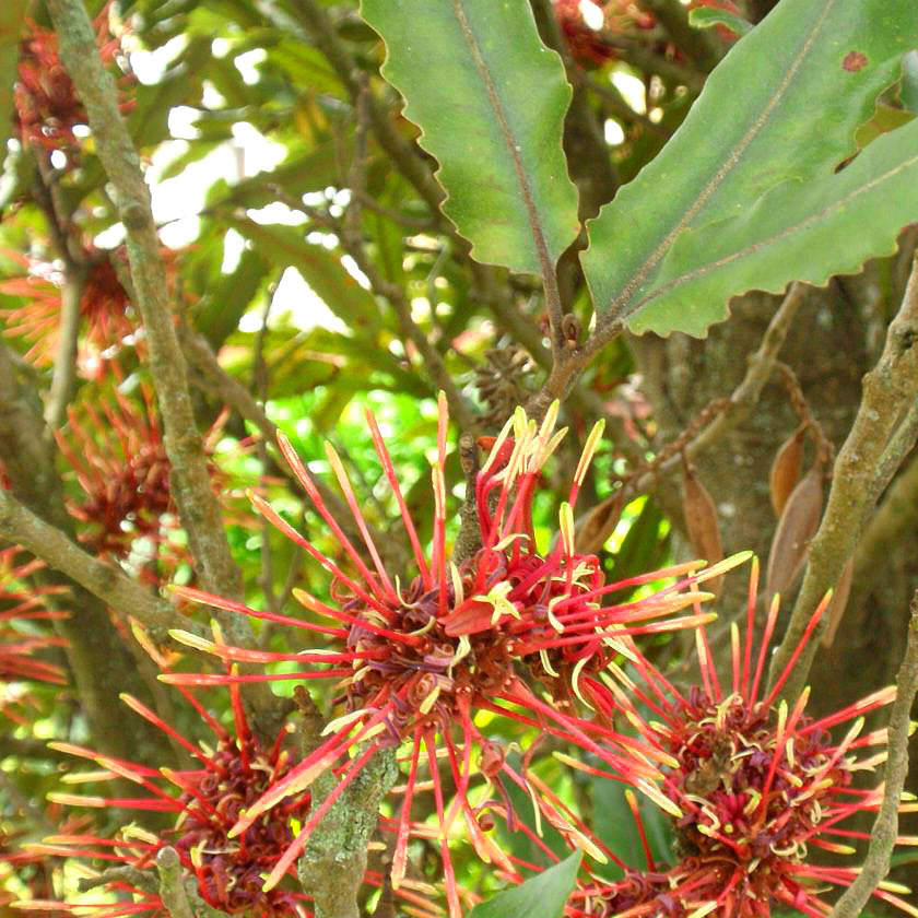 Knightia excelsa - Rewarewa ('NZ Honeysuckle')