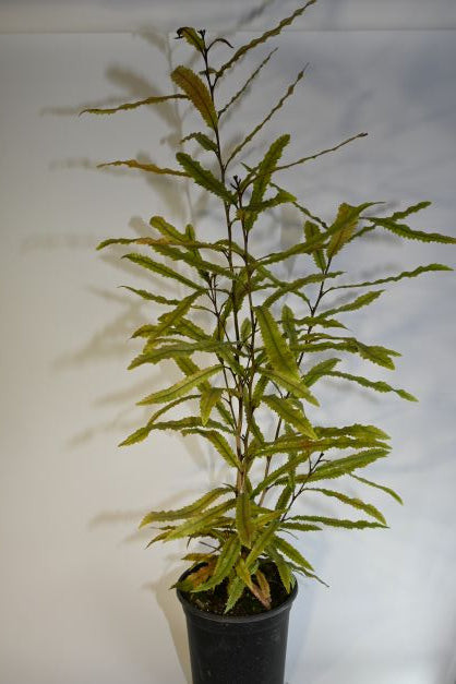Knightia excelsa - Rewarewa ('NZ Honeysuckle')