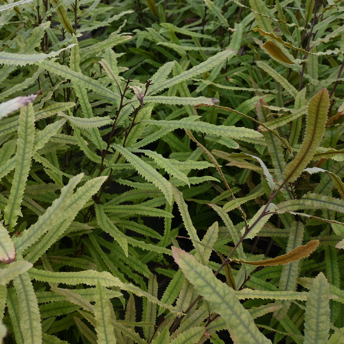 Knightia excelsa - Rewarewa ('NZ Honeysuckle')