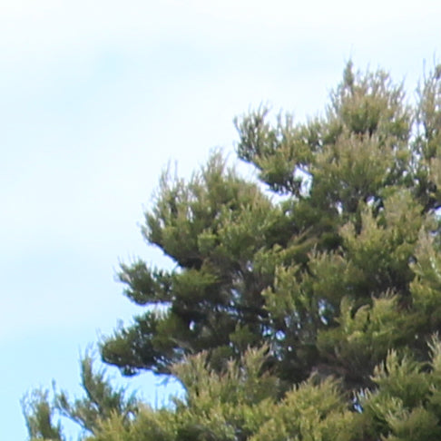 Kunzea robusta - Kanuka, Rauwirinui