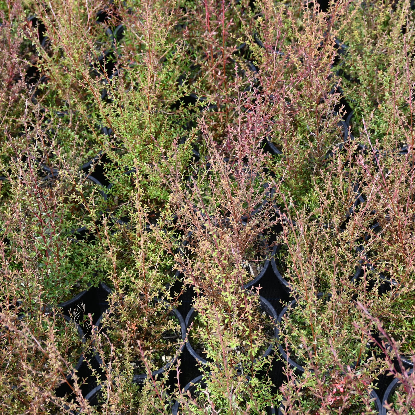 Leptospermum scoparium - Manuka ('Tea tree')