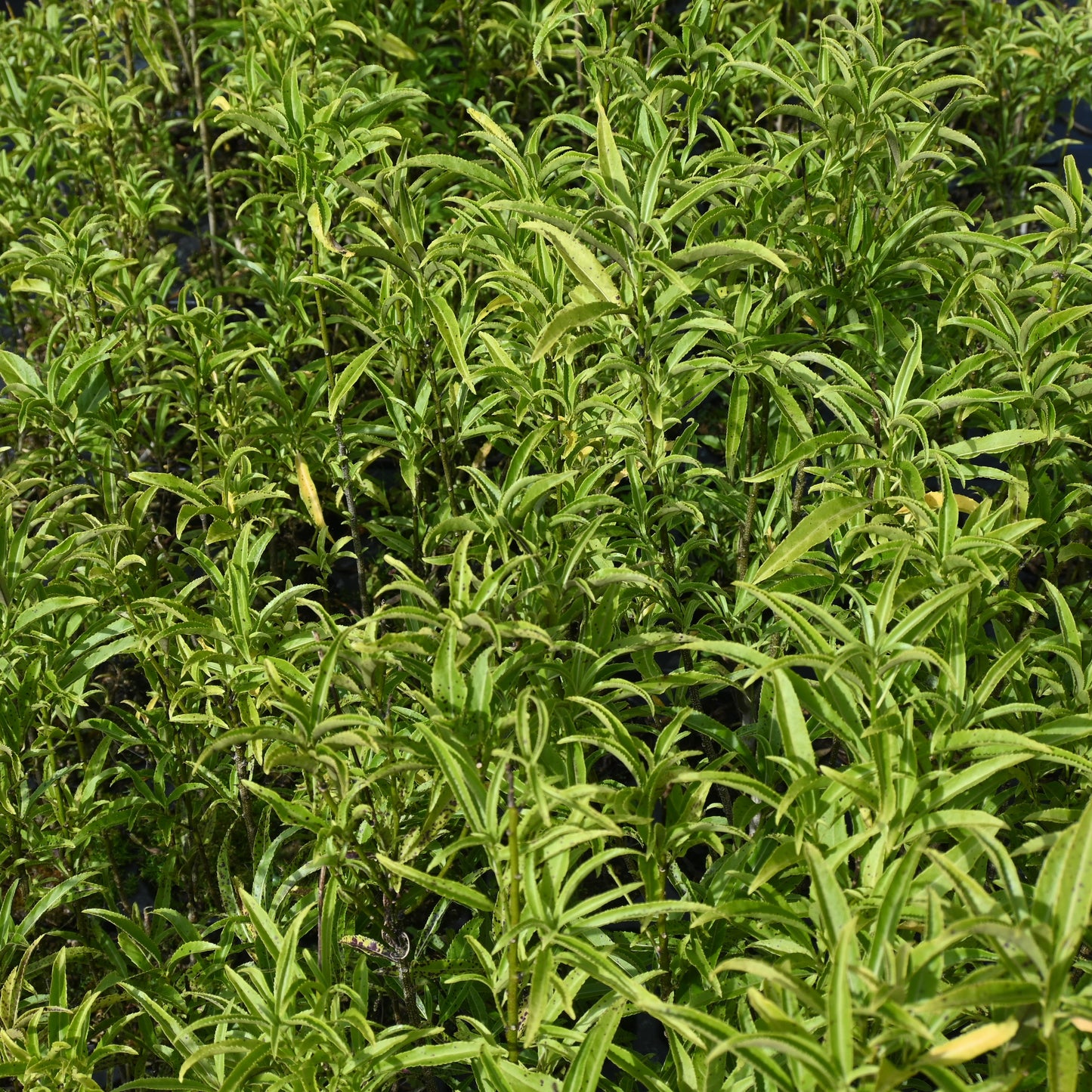 Melicytus lanceolatus - Mahoe-wao ('Narrow-leaf Mahoe')
