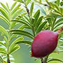 Pectinopitys syn Podocarpus syn Prumnopitys ferruginea - Miro ('Brown Pine')