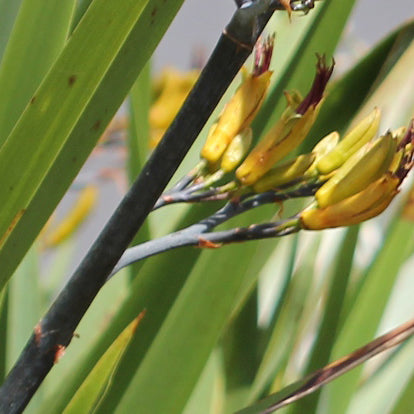 Phormium cookianum - Wharariki ('Mountain flax')