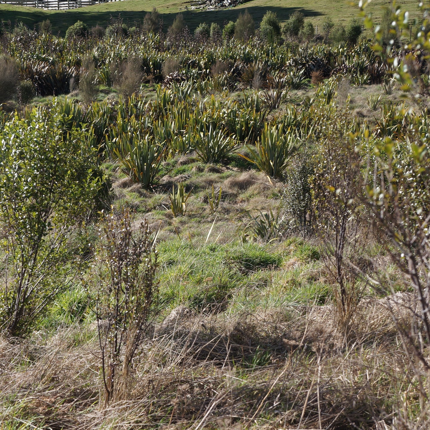 Phormium tenax - Harakeke ('NZ flax')