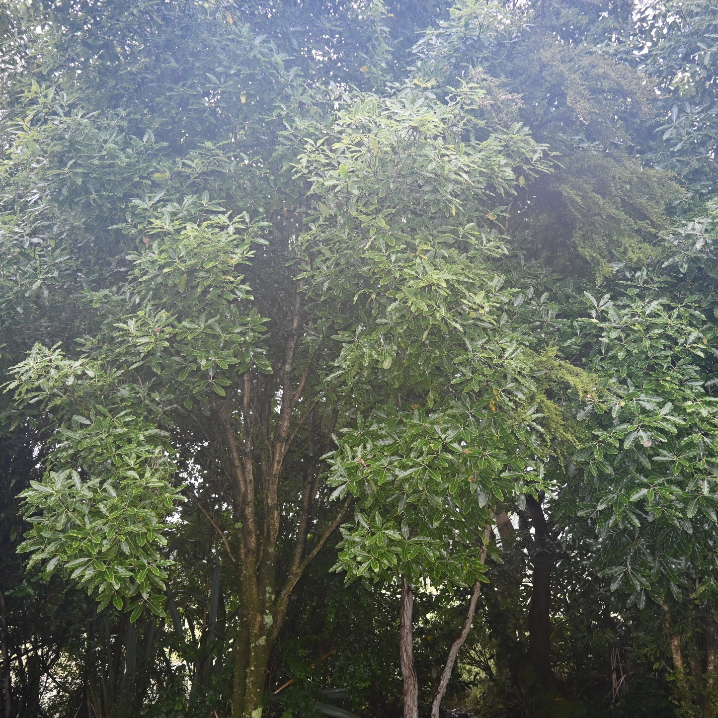 Pittosporum eugenioides - Tarata ('Lemonwood')