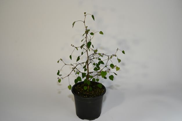 Plagianthus regius ssp regius - Mānatu ('Ribbonwood')