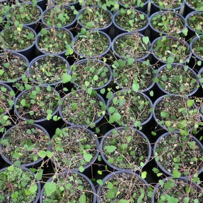 Plagianthus regius ssp regius - Mānatu ('Ribbonwood')