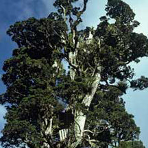 Podocarpus tōtara - Tōtara