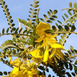 Sophora microphylla - Kōwhai ('Small-leaf Kōwhai')