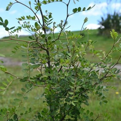 Sophora microphylla - Kōwhai ('Small-leaf Kōwhai')