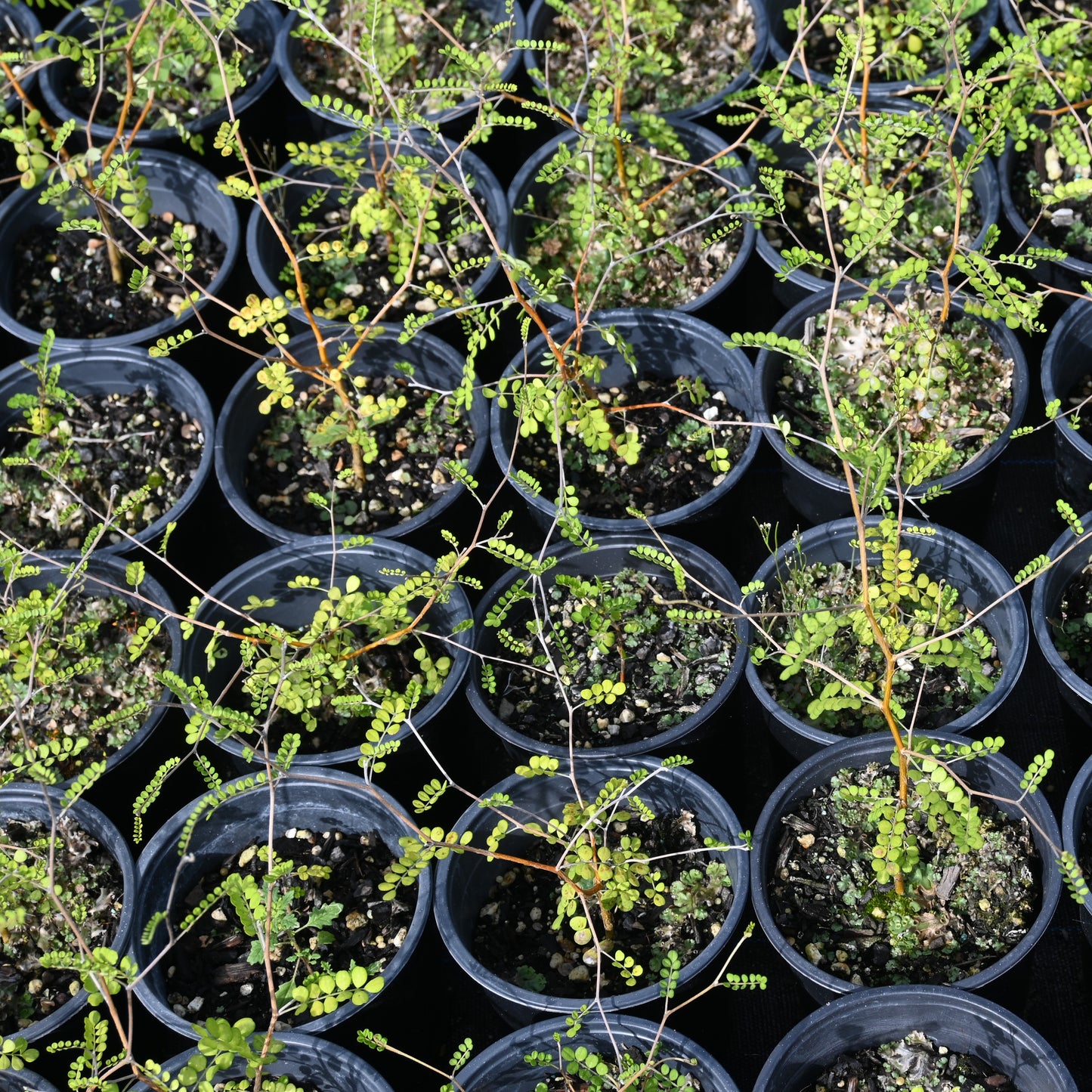 Sophora microphylla - Kōwhai ('Small-leaf Kōwhai')