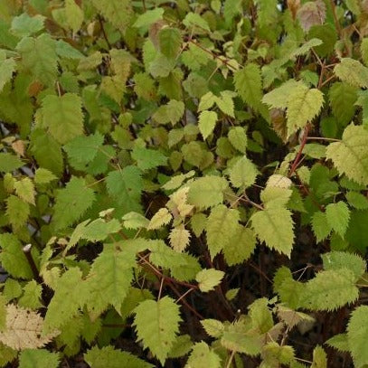 Aristotelia serrata - Makomako ('Wineberry')