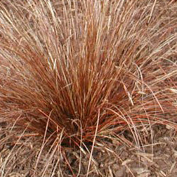 Carex buchananii - Mānia ('Buchanan sedge')