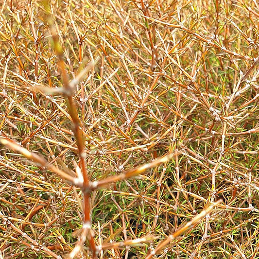 Coprosma brunnea - Tarakupenga, Tātaraheke ('Small-leaf sand coprosma')
