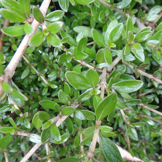 Coprosma propinqua var martinii - Mingimingi-tāiko