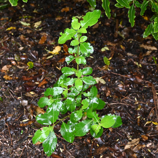 Coprosma robusta - Karamū