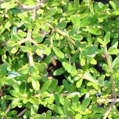 Coprosma var. kirkii x cheesemanii - Taupata Momorua ('Glossy ornamental coprosma')