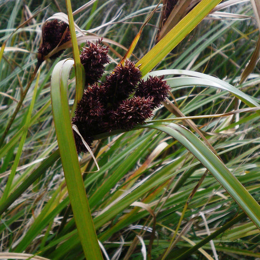 Cyperus ustulatus - Toetoe-upokotangata, Toetoe-whatumanu, Toetoe-whatupakau ('Giant umbrella sedge')