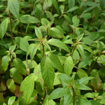 Fuchsia excorticata - Kōtukutuku ('Tree fuchsia') – nursery.tuaropaki.com