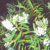 Hebe parviflora - Koromiko Ngahere