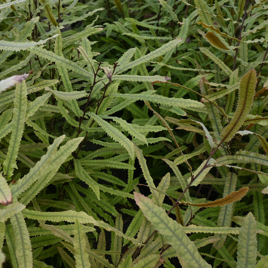 Knightia excelsa - Rewarewa ('NZ Honeysuckle')
