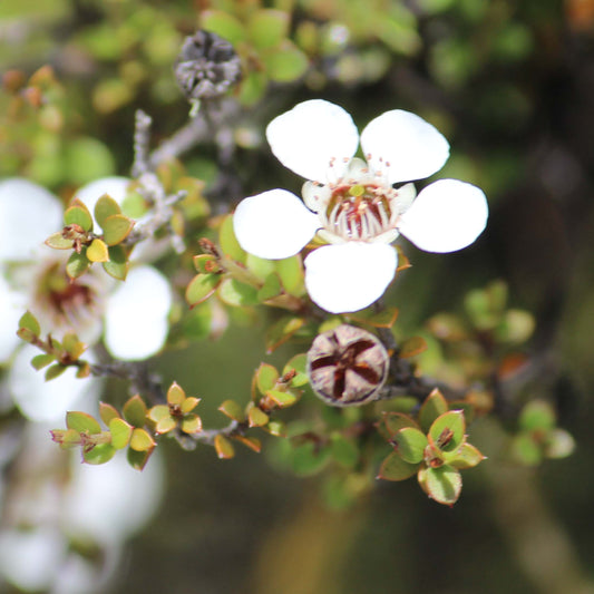 Leptospermum scoparium - Manuka ('Tea tree')