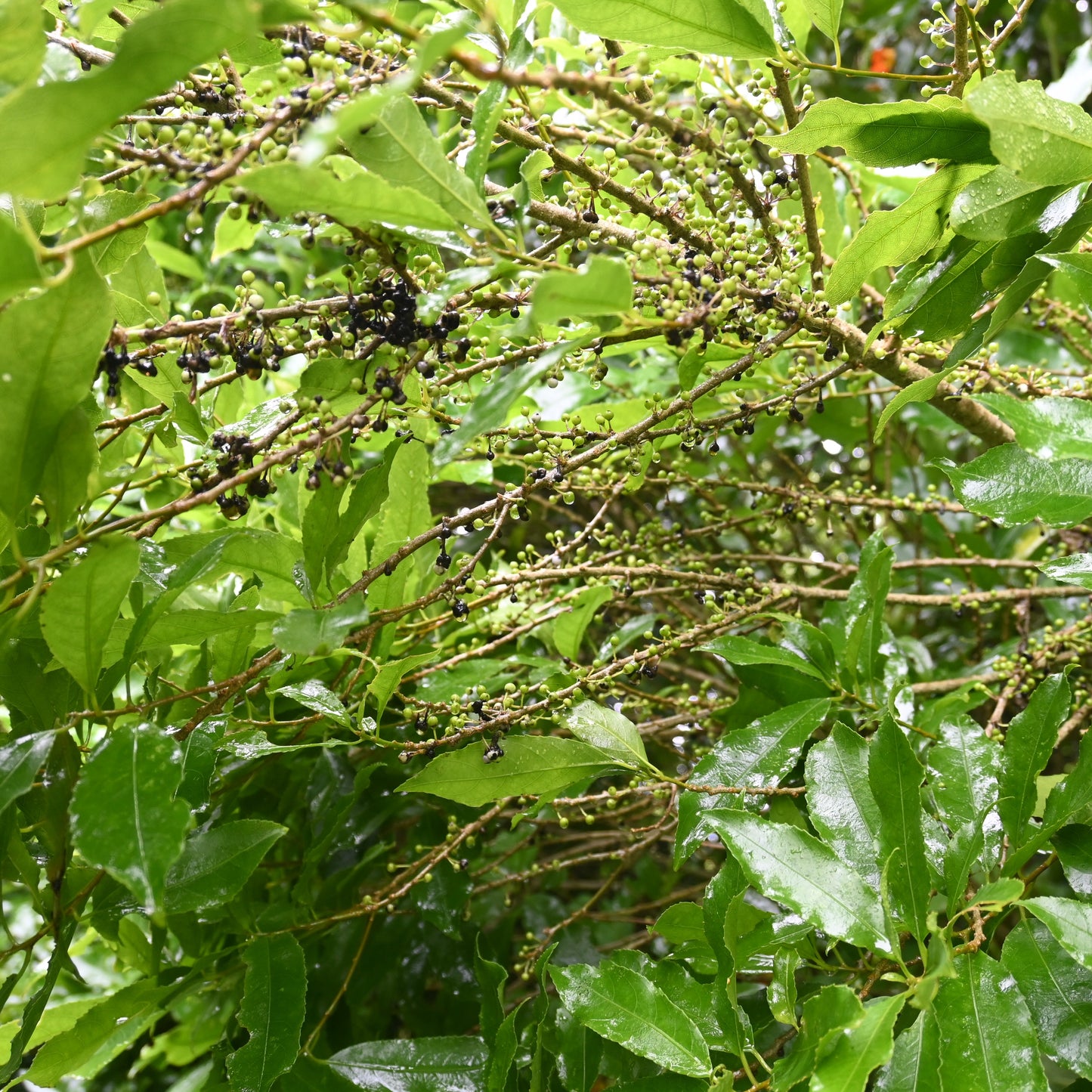 Melicytus ramiflorus - Hinahina, Mahoe ('Whiteywood')