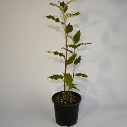 Olearia macrodonta - Arorangi, Wharangikura ('Mountain Holly')