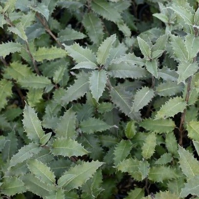 Olearia macrodonta - Arorangi, Wharangikura ('Mountain Holly')